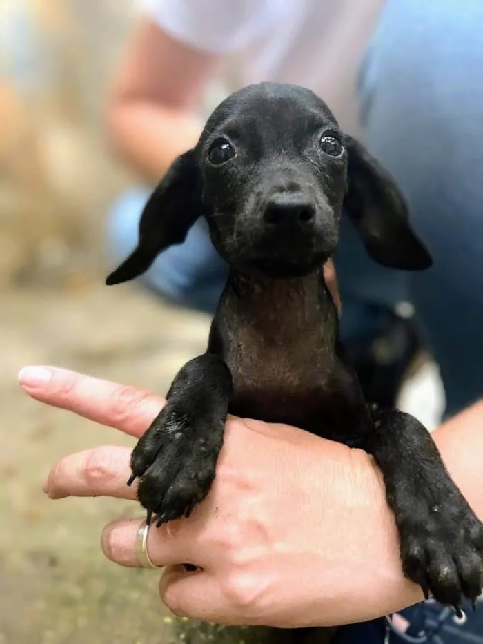 Cachorro ra a SRD-ViraLata idade 2 a 6 meses nome Noir