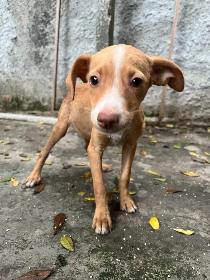 Cachorro ra a SRD-ViraLata idade 2 a 6 meses nome Picolina