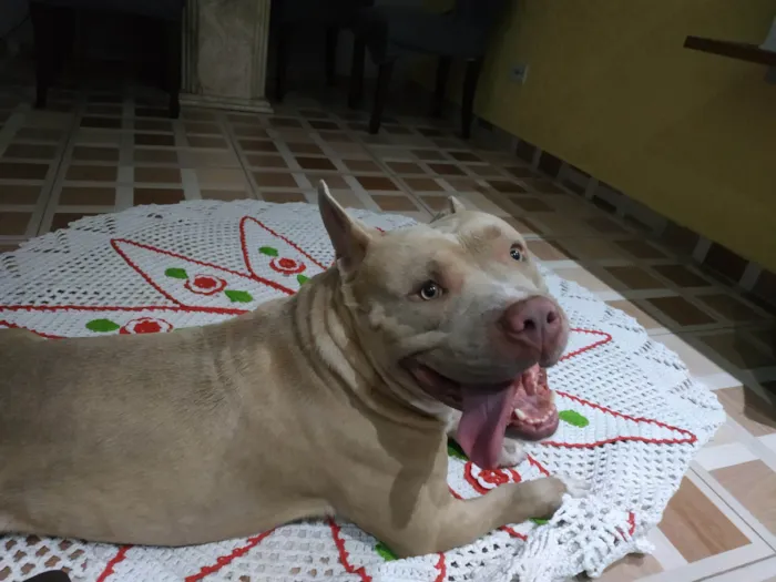 Cachorro ra a American Bully  idade 3 anos nome Rafiki