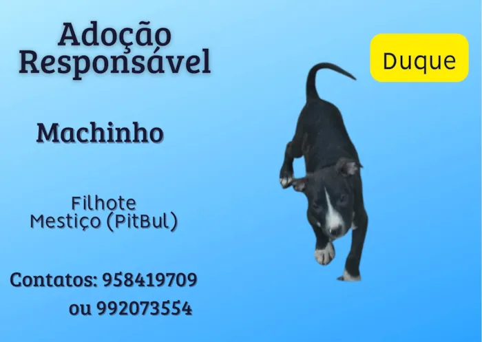 Cachorro ra a SRD-ViraLata idade 2 a 6 meses nome Duque