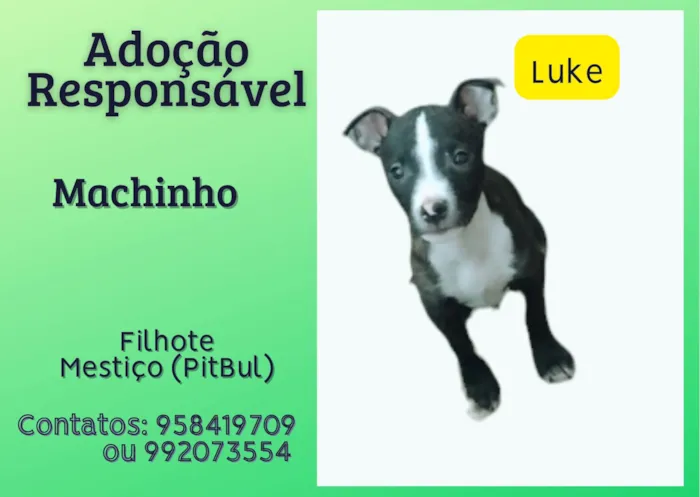 Cachorro ra a SRD-ViraLata idade 2 a 6 meses nome Luke