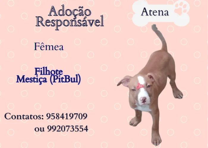 Cachorro ra a SRD-ViraLata idade 2 a 6 meses nome Atena