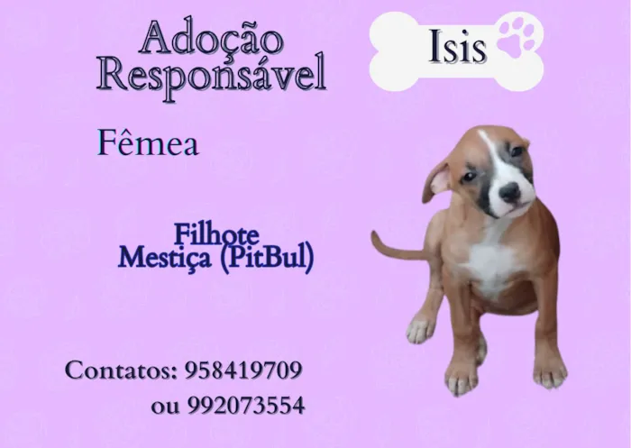 Cachorro ra a SRD-ViraLata idade 2 a 6 meses nome Isis