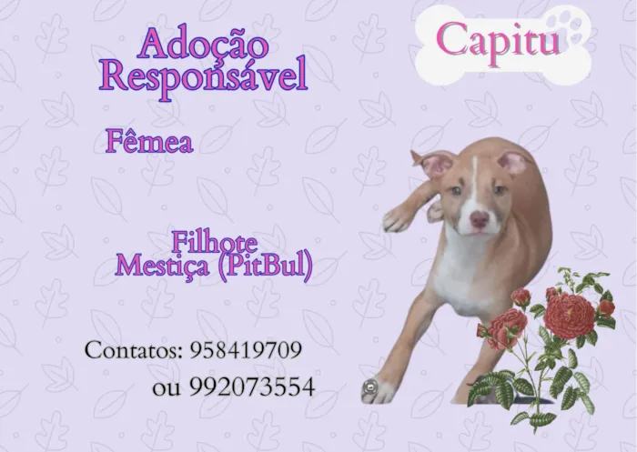 Cachorro ra a SRD idade 2 a 6 meses nome Capitu