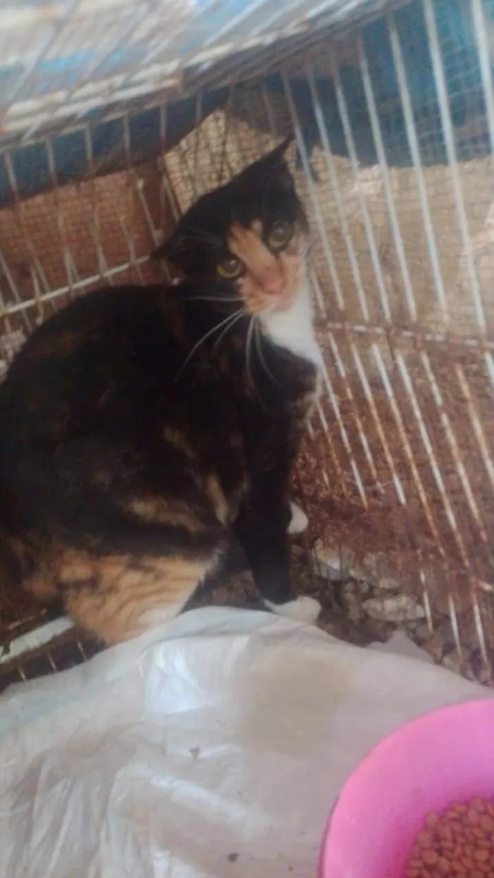 Gato ra a SRD-ViraLata idade 1 ano nome Deedee