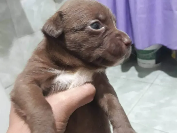 Cachorro ra a SRD-ViraLata idade Abaixo de 2 meses nome Filhotes 30 dias