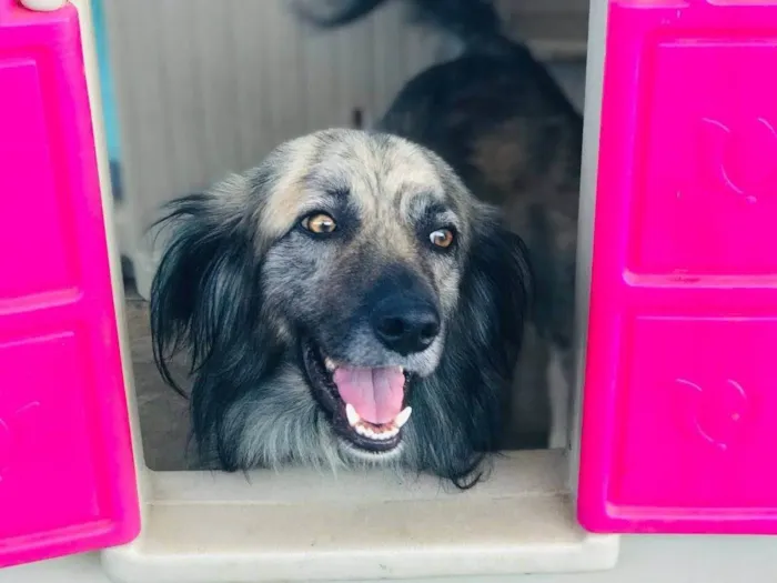 Cachorro ra a SRD-ViraLata idade 2 anos nome Lupi