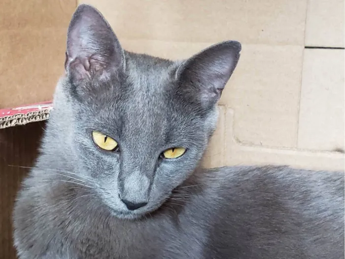 Gato ra a SRD-ViraLata idade 3 anos nome LUNA