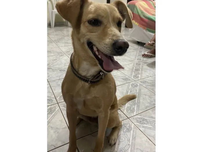 Cachorro ra a SRD-ViraLata idade 3 anos nome Maya