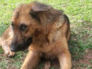 Cachorro raça Pastor Alemão idade 1 ano nome Duquesa 