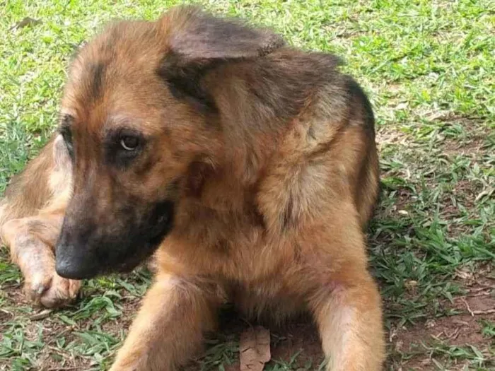 Cachorro ra a Pastor Alemão idade 1 ano nome Duquesa 