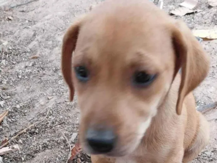 Cachorro ra a Indefinida  idade 2 a 6 meses nome Stela provisório 