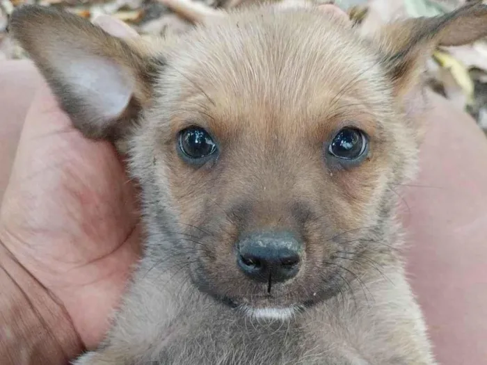 Cachorro ra a Indefinida idade 2 a 6 meses nome Bob 