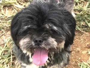 Cachorro raça Shitzu idade 1 ano nome Júnior 