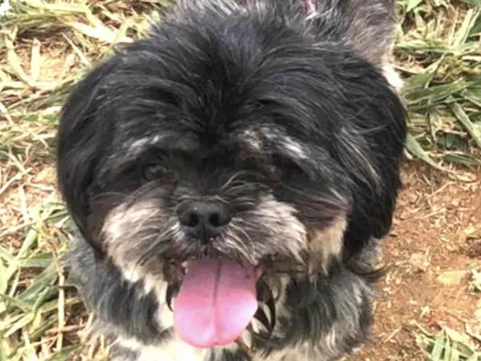 Cachorro ra a Shitzu idade 1 ano nome Júnior 