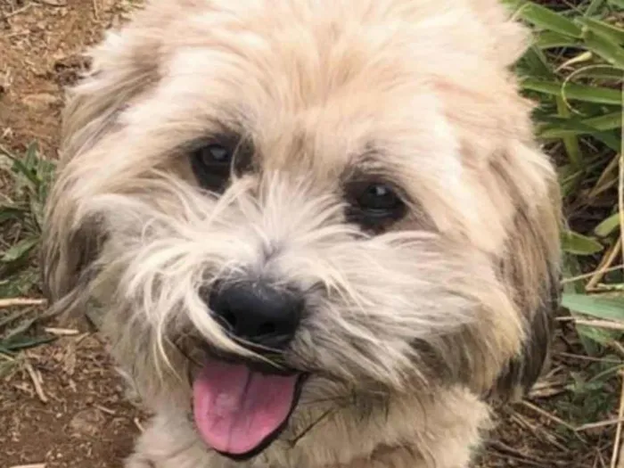 Cachorro ra a Shitzu idade 1 ano nome Bob 