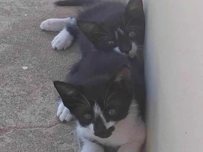 Gato ra a  idade Abaixo de 2 meses nome Gatinhos