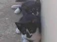 Gatinhos