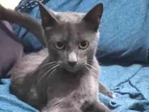 Gato raça SRD-ViraLata idade 7 a 11 meses nome GRAFITTE