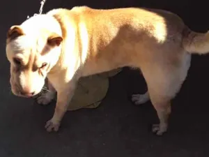 Cachorro raça Sharpei  idade 1 ano nome Lua