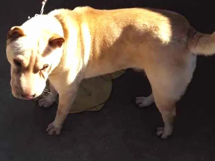 Cachorro ra a Sharpei  idade 1 ano nome Lua