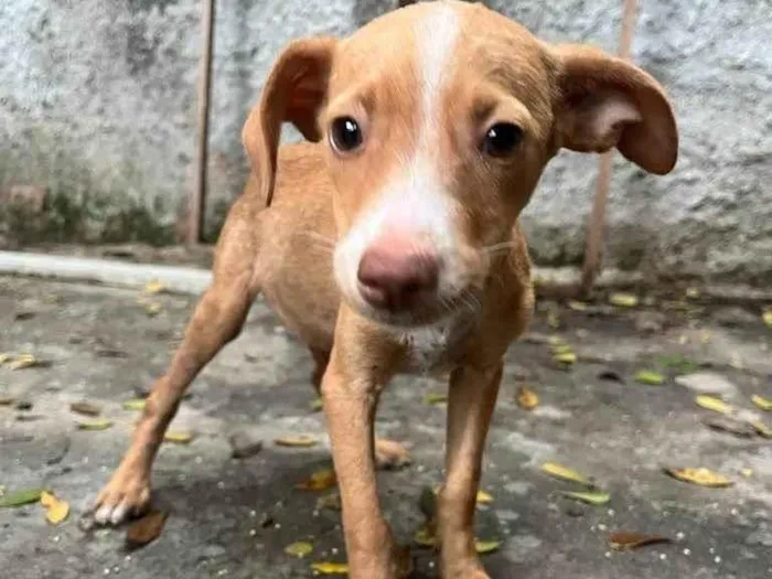 Cachorro ra a SRD-ViraLata idade 2 a 6 meses nome Picolina