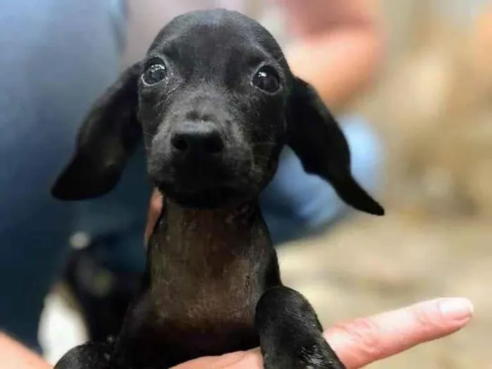 Cachorro ra a SRD-ViraLata idade 2 a 6 meses nome Noir