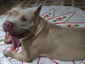 Cachorro raça American Bully  idade 3 anos nome Rafiki
