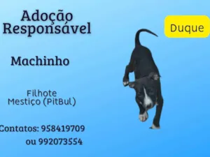 Cachorro raça SRD-ViraLata idade 2 a 6 meses nome Duque