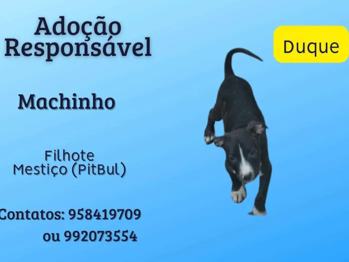 Cachorro ra a SRD-ViraLata idade 2 a 6 meses nome Duque