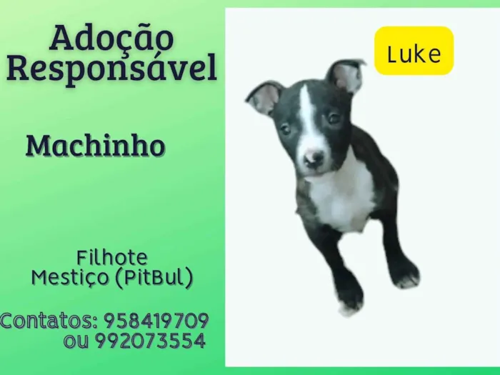 Cachorro ra a SRD-ViraLata idade 2 a 6 meses nome Luke