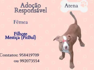 Cachorro raça SRD-ViraLata idade 2 a 6 meses nome Atena