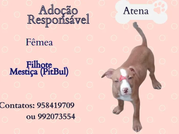 Cachorro ra a SRD-ViraLata idade 2 a 6 meses nome Atena