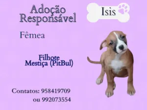 Cachorro raça SRD-ViraLata idade 2 a 6 meses nome Isis