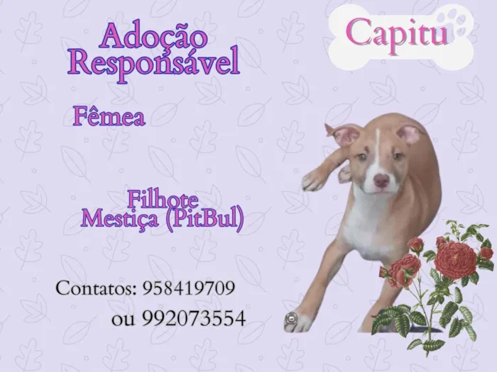 Cachorro ra a SRD idade 2 a 6 meses nome Capitu