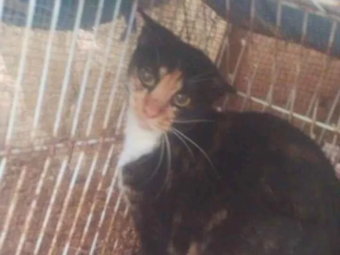 Gato ra a SRD-ViraLata idade 1 ano nome Deedee