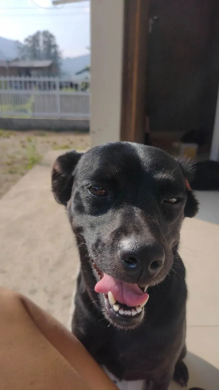 Cachorro ra a SRD-ViraLata idade 1 ano nome Belinha