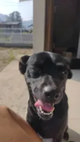 Belinha