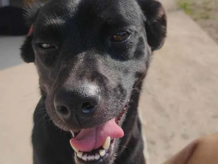 Cachorro ra a SRD-ViraLata idade 1 ano nome Belinha