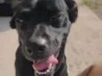 Belinha