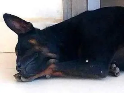 Cachorro raça SRD-ViraLata idade 7 a 11 meses nome Dougue