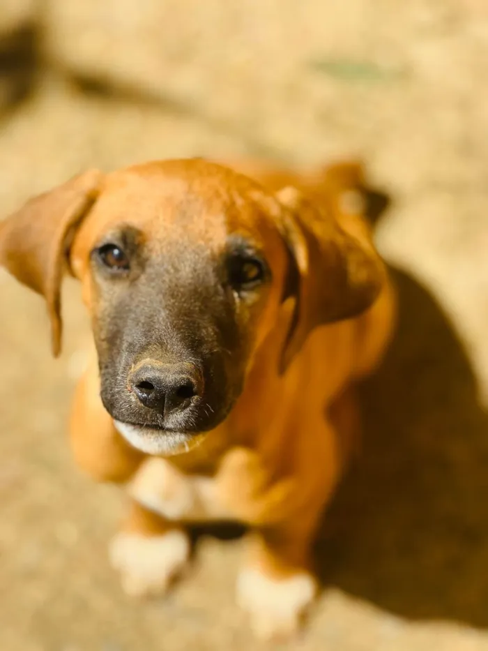 Cachorro ra a SRD-ViraLata idade 2 a 6 meses nome Paçoca