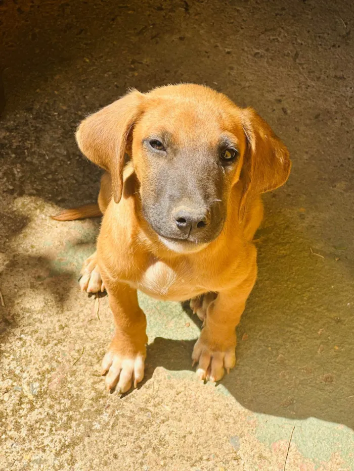 Cachorro ra a SRD-ViraLata idade 2 a 6 meses nome Paçoca