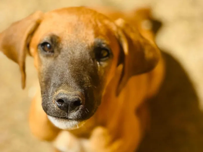 Cachorro ra a SRD-ViraLata idade 2 a 6 meses nome Paçoca