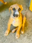 Pipoca
