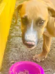 Pipoca