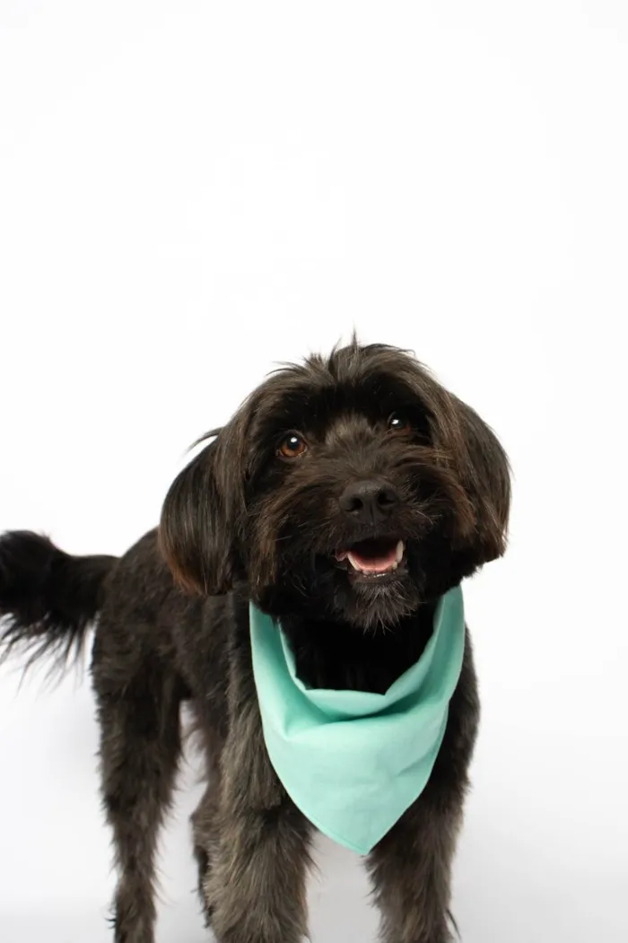 Cachorro ra a SRD-ViraLata idade 2 anos nome Eros