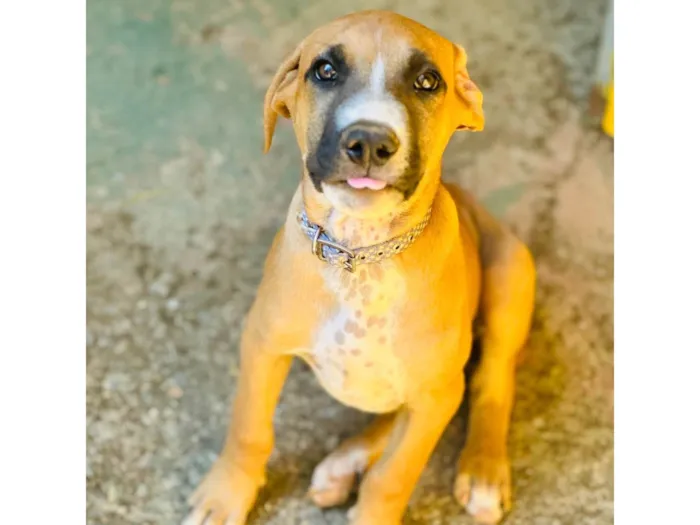 Cachorro ra a SRD-ViraLata idade 2 a 6 meses nome Pipoca