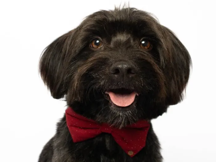 Cachorro ra a SRD-ViraLata idade 2 anos nome Eros