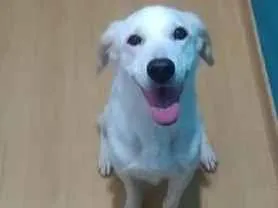 Cachorro raça SRD-ViraLata idade 3 anos nome Snow